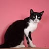 Alvira ein freundliches Katzenmädel