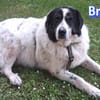 Bruno 2 - gemütlich, ruhig - Gnadenbrot
