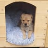 Rubin - Der schlaue Hundejunge