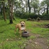 Nala