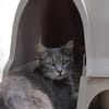 SAHARA (FR)