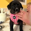 MARTHA (Martina)