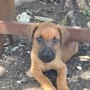 FYNN , CHIOT MÂLE BERGER CRÉOLE