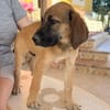 LEO (Martina)