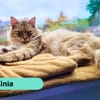 Zinia