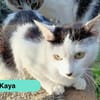 Kaya