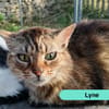 Lyne