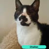Chaitan