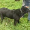 Raven - unkomplizierter Seniorenhund