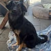 Luna - liebevolle, sensible Hündin