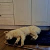 Lennie wuschelweicher wunderbarer Hund