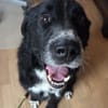 lieber großer Cody sucht sein Zuhause