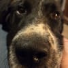 lieber großer Cody sucht sein Zuhause