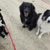lieber großer Cody sucht sein Zuhause