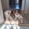 Idefix sucht Familie mit Ersthund