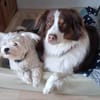 Idefix sucht Familie mit Ersthund