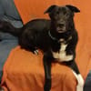 Samu