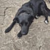 Aluna, geb. ca. 03/2025, 67814 Dannenfel
