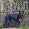 Aluna, geb. ca. 03/2025, 67814 Dannenfel