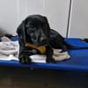 BONNIE SUCHT IHR FÜR-IMMER-ZUHAUSE