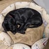 BONNIE SUCHT IHR FÜR-IMMER-ZUHAUSE