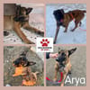Hübsche Arya sucht ihre Menschen
