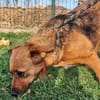 Freundliche Zoe sucht Körbchen