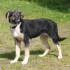 Slim King - Familienanschluss gesucht