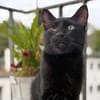 Kleiner Pirat Charly sucht Zuhause