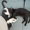 Kleiner Pirat Charly sucht Zuhause