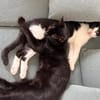 Kleiner Pirat Charly sucht Zuhause
