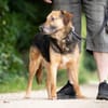 Mino sucht ruhiges Einzelzuhause