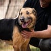 Mino sucht ruhiges Einzelzuhause