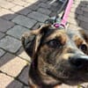 Amy sucht ein freies Körbchen