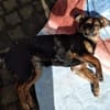 Amy sucht ein freies Körbchen