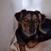 Amy sucht ein freies Körbchen
