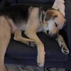 Oskar