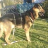 OSCAR-dein Kumpel mit Teddy-Charme