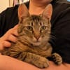 Unser zartes Katzenseelchen Findus