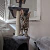 Unser zartes Katzenseelchen Findus