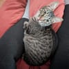 Unser zartes Katzenseelchen Findus