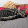 Unser zartes Katzenseelchen Findus