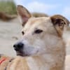 Cooper liebenswerter Rüde 🍀