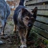 Timmy sucht neues Glück