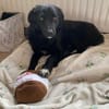 🐾Melissa🐾 sucht ihre Menschen