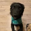 🐾Melissa🐾 sucht ihre Menschen