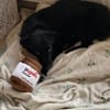 🐾Melissa🐾 sucht ihre Menschen