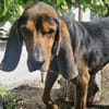 Joschi, sucht Herzensmensch