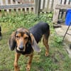 Joschi, sucht Herzensmensch