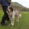 Hingucker Jonte sucht seine Familie